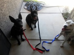Dog Training - Leash Aggression