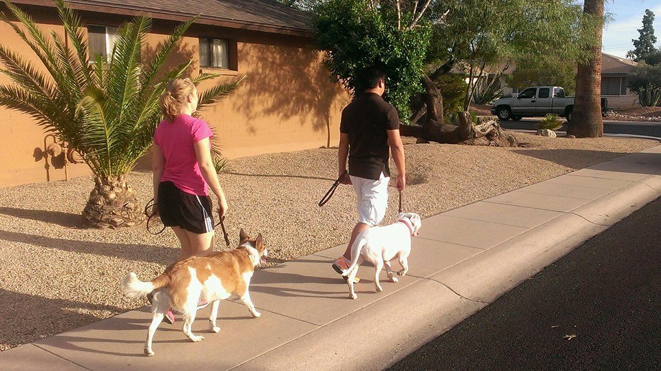 How to walk your dog perfectly! Dog obedience training in Phoenix, Gilbert, Tempe, Mesa, Scottsdale and all other Arizona cities.