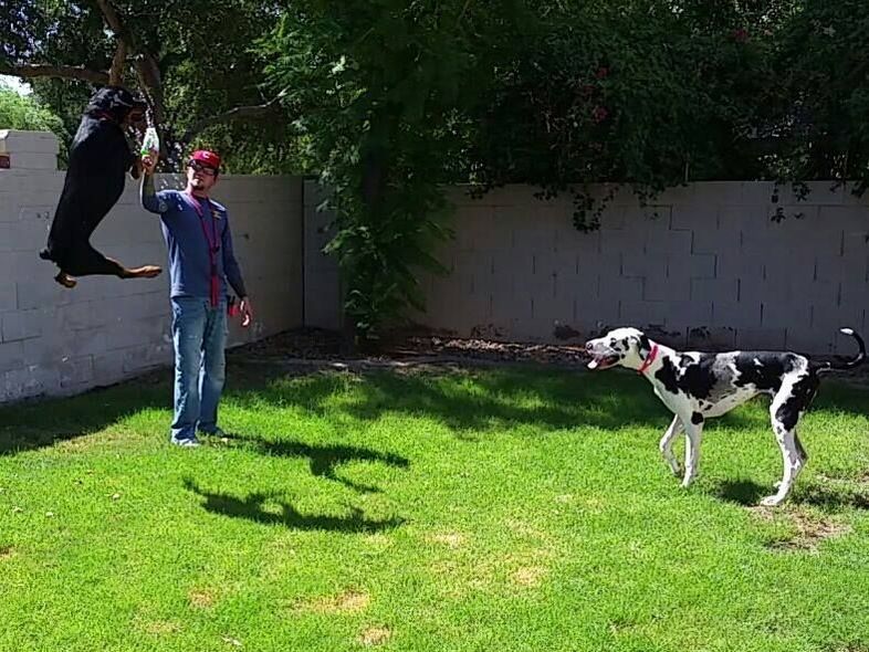 Dog training for a Great Dane in Phoenix/Gilbert AZ