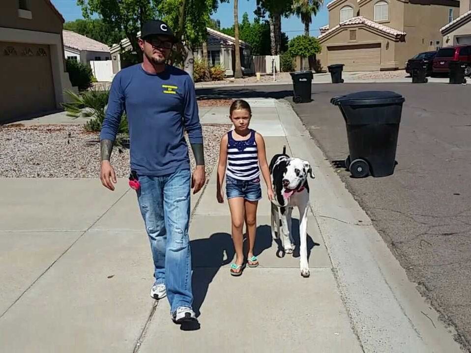 Dog training for a Great Dane in Phoenix/Gilbert AZ.
