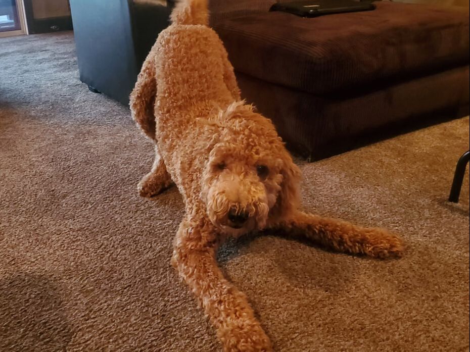 Dog Training for a Standard Poodle in Phoenix/Gilbert AZ