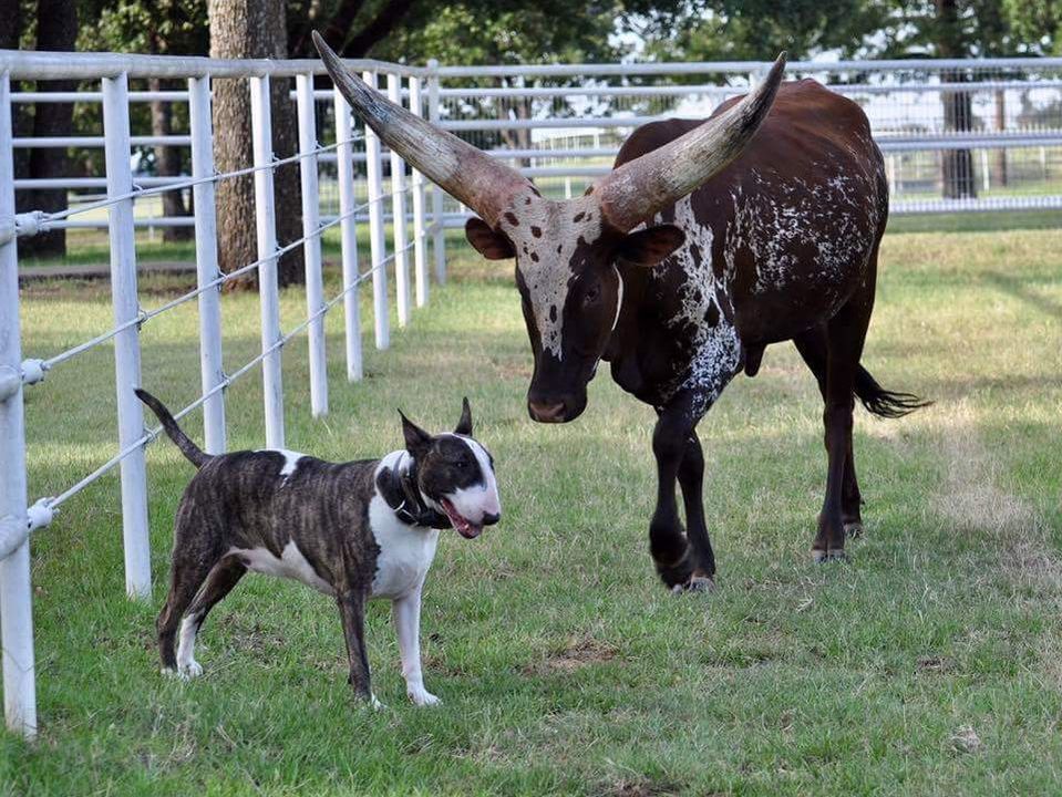 Dog training for a Bull Terrier in Phoenix/Gilbert AZ