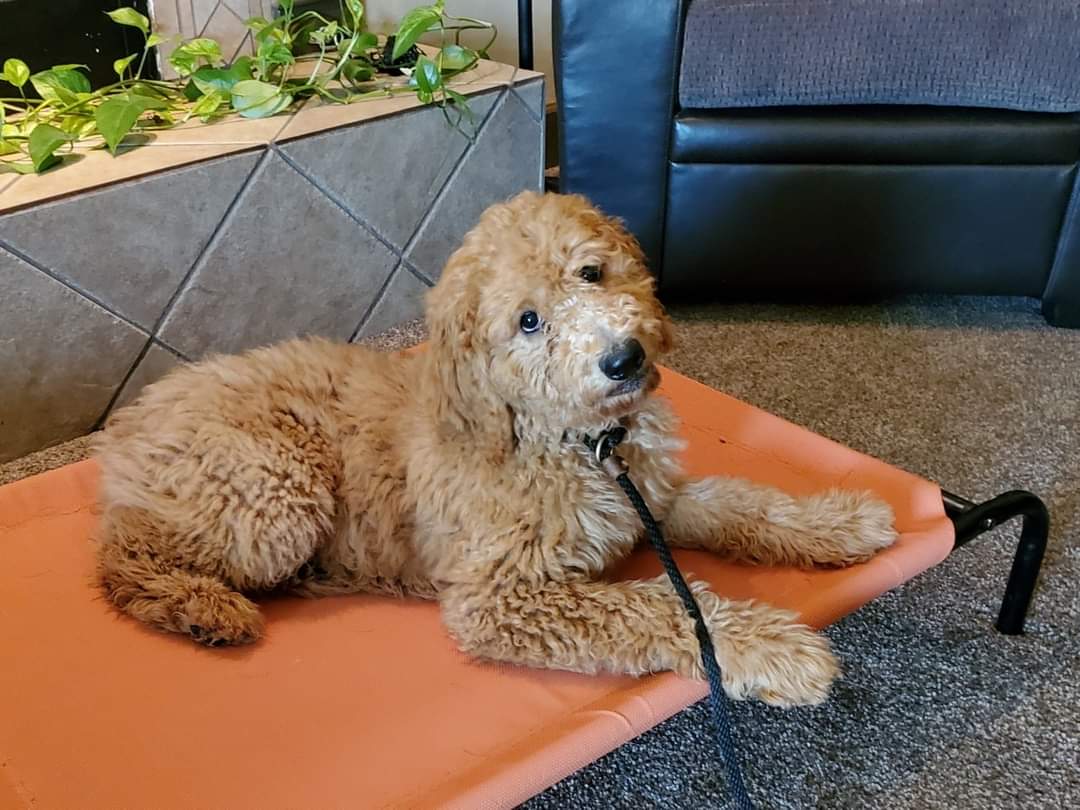 Puppy training for a Goldendoodle in Phoenix/Gilbert AZ