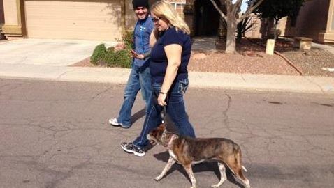Learn to walk your dog in a perfect heel. Phoenix/Gilbert dog trainer can show you how!